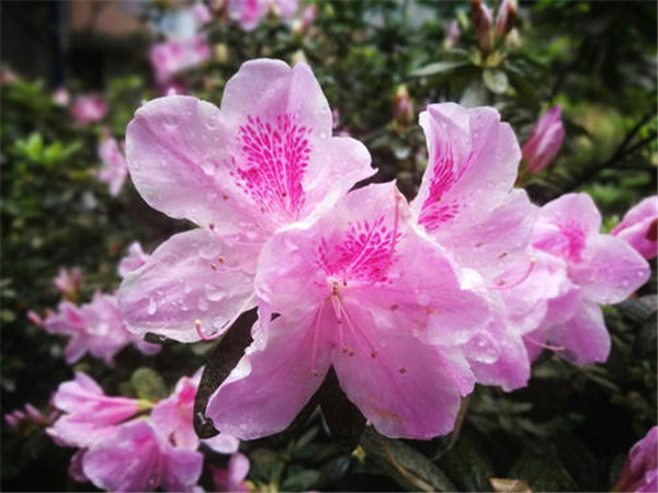 綠化工程中紫花杜鵑樹苗如何種植？