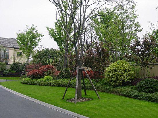 園林綠化林木防治害蟲的辦法