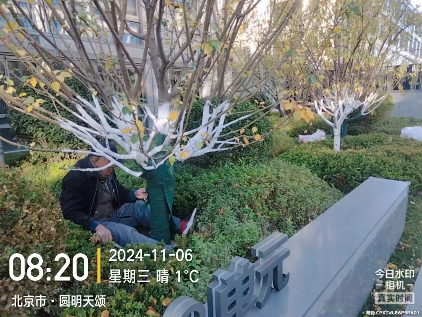 《北京天宏園林綠化草莓视频色下载-草莓视频污app-草莓视频下载黄-草莓视频免费下载观看：冬季綠化養護之大樹涂白》