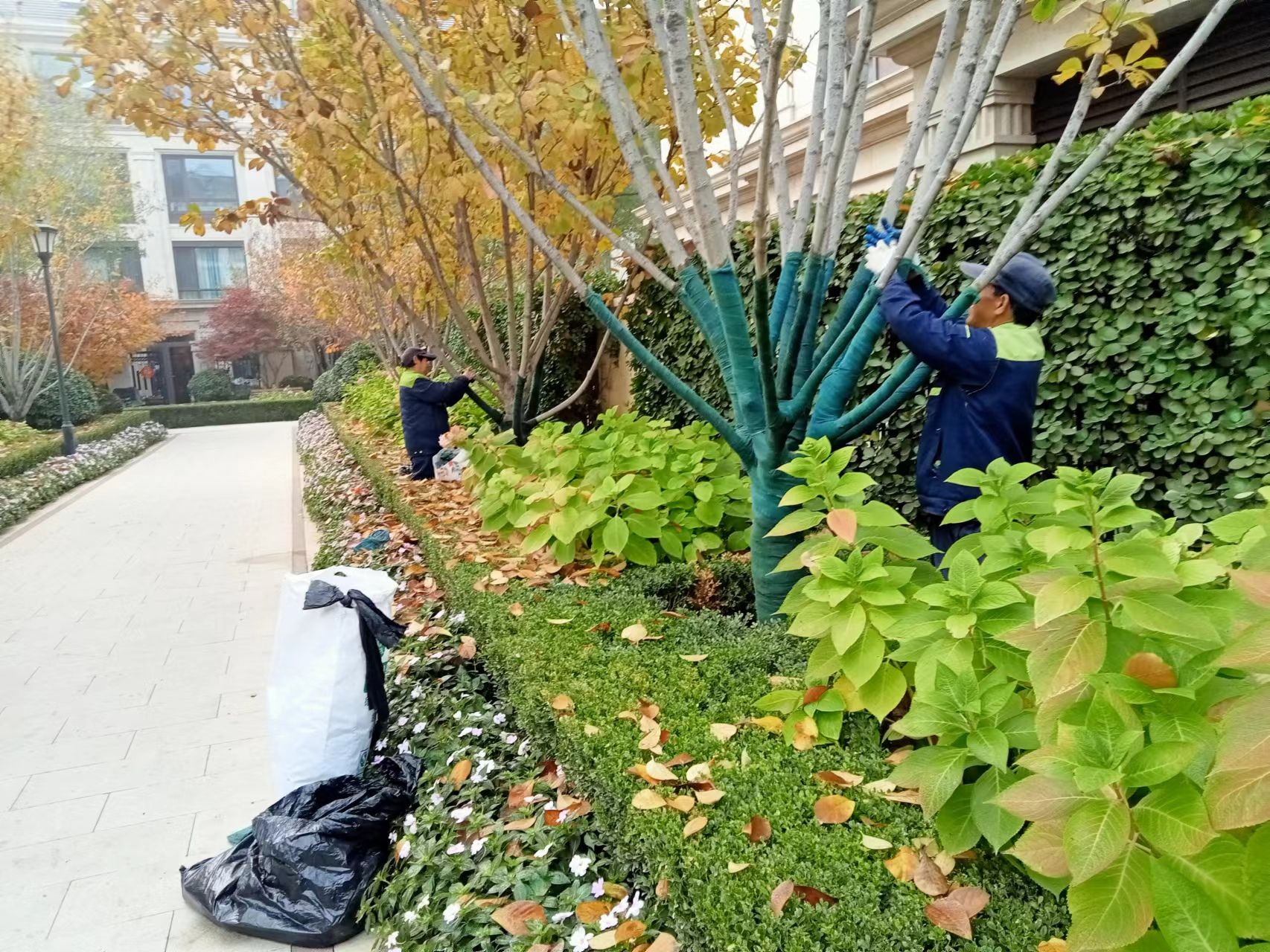 《北京天宏園林綠化草莓视频色下载-草莓视频污app-草莓视频下载黄-草莓视频免费下载观看：冬季綠化養護之樹木纏桿》